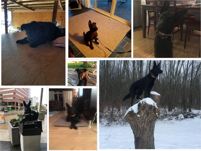 Belgium Malinois   Collage